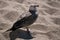 Juvenile seagull / herring gull with foot impaled on a discarded fishing hook