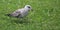 Juvenile seagull-tip toes through clover