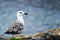 Juvenile seagull on the top of a cliff near the sea