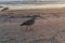 Juvenile seagull at Zuma Beach at sunset, Malibu, California