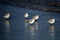 Juvenile seagulls on a beach