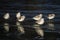 Juvenile seagulls on a beach