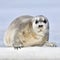 Juvenile seal resting on an ice floe. Front view