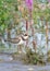 Juvenile Semipalmated Plover with Purple Loosestrife