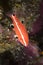 Juvenile sheephead in California ocean