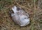 Juvenile silver gull