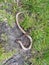 Juvenile Slow Worm Anguis fragilis killed by a Predator