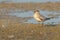 Juvenile Small Pratincole standing on muddy waterhole