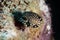 Juvenile Smooth Trunkfish on Caribbean Coral Reef