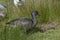 Juvenile Snow Goose blue-morph