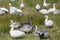 Juvenile Snow Goose blue-morph