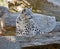 Juvenile snow leopard