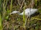 Juvenile Snowy egret fishing