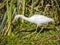 Juvenile Snowy egret fishing