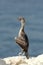 Juvenile Socotra cormorant