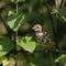 Juvenile Song Sparrow