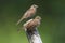 Juvenile Song Sparrow (Melospiza melodia)