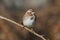 Juvenile Song Sparrow (Melospiza melodia)