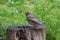 Juvenile Song thrush