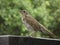 Juvenile song thrush interested in someone