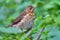 Juvenile Song Thrush perched in dense green leaves