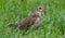 Juvenile Song Thrush Turdus philomelos closeup