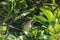 Juvenile song thrush, Turdus philomelos, in tree