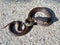 Juvenile southern black racer snake coluber constrictor priapus