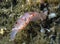 Juvenile Spanish Dancer Hexabranchus sanguineus