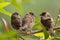 Juvenile Sparrow