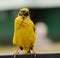 Juvenile Speke`s Weaver bird