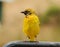 Juvenile Speke`s Weaver bird