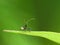 Juvenile Spiny Assassin Bug On Leaf 2