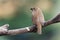 Juvenile spotted munia on a tree branch