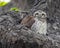A Juvenile Spotted Owl