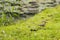 Juvenile Spotted Sandpiper Walking through the Grass