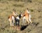 Juvenile Springbok Antelope