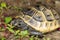 Juvenile of spur-thighed turtle / Testudo graeca i