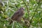 Juvenile Starling