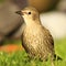 Juvenile starling on lawn