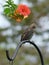 Juvenile Starling sits atop a black iron shepherd`s hook in the garden with orange trumpet vine flowers in the background