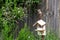 Juvenile starling, sturnus vulgaris, standing on broken wooden birdhouse