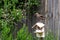 Juvenile starling, sturnus vulgaris, standing on broken wooden birdhouse