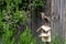 Juvenile starling, sturnus vulgaris, standing on broken wooden birdhouse