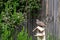 Juvenile starling, sturnus vulgaris, standing on broken wooden birdhouse