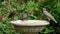 Juvenile Starlings on a bird bath