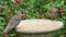 Juvenile Starlings on a bird bath