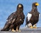 Juvenile Steller`s sea eagle.