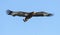 Juvenile Steller`s sea eagle in flight. Blue sky background.