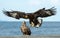 Juvenile Steller`s sea eagle landed.